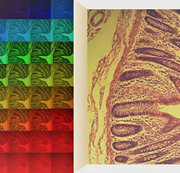 ��΢��������